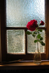 rose in vase on window sill