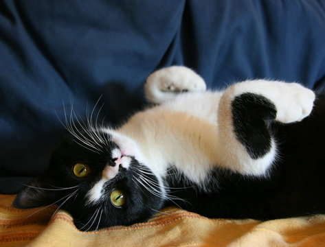 Playful cat