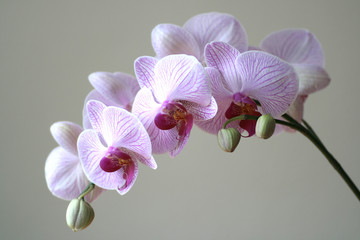 Fototapeta na wymiar Orchidee Blüten Rispe