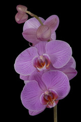 Orchidee