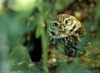 little owl