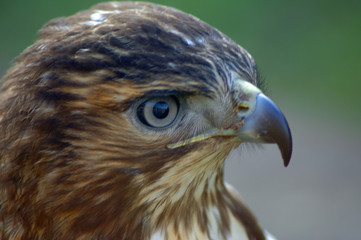 Fototapeta premium buzzard