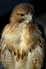 buzzard
