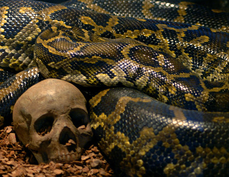 snake and skull