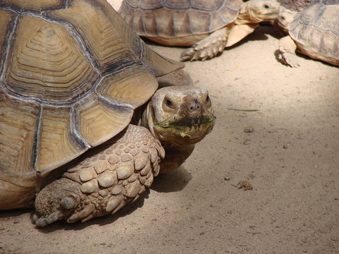 Schildkr&ouml;te