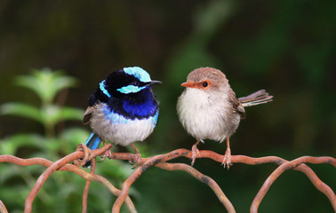 Superb Blu Faity Wrens