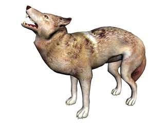Wolf