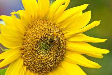 Sonnenblume und Biene