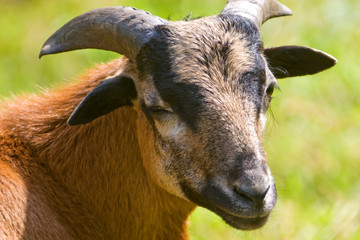 Ziegenbock