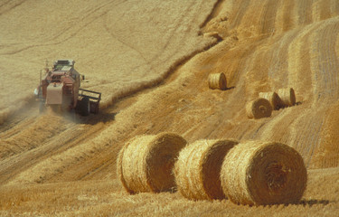 grano
