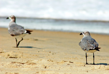 Photo of birds on a beach.