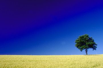 albero
