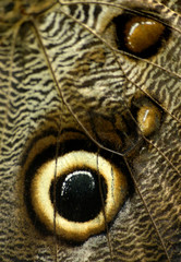 butterfly eye