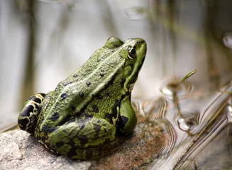 Printed kitchen splashbacks Frog commen green frog