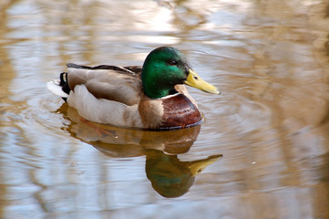 The duck reflection