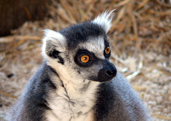 lemur