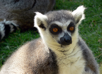 lemur © creamofcornish