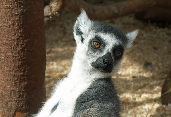 lemur © creamofcornish