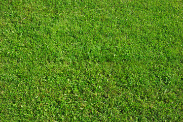 green grass background