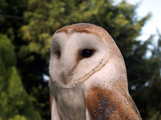 barn owl