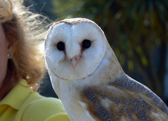 barn owl