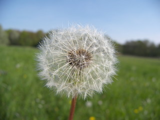 Naklejka premium dandelion
