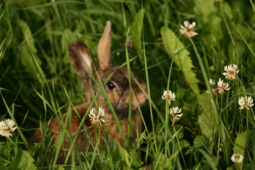 hase in gras