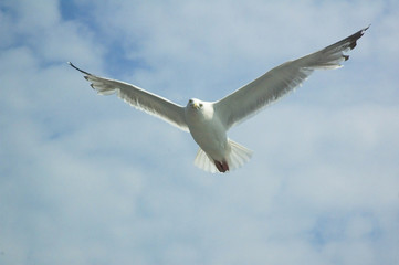 Seagull Looking At You