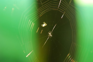 Spinne spinnt ihr Netz