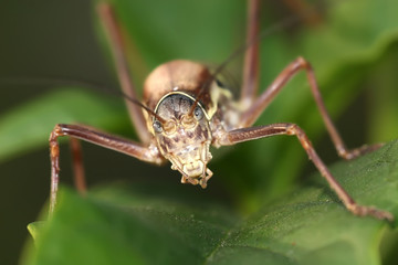 grasshopper facing camera