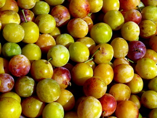 Tas de mirabelles après la cueillette