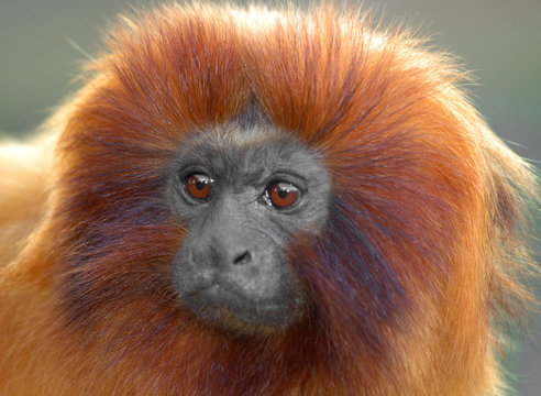 Golden Lion Tamarin