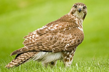 Red-tailed hawk just finished lunch