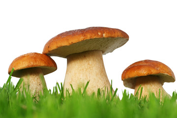 Wild mushroom family