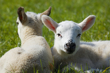 lambs