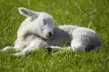 Crédence en verre imprimé Moutons agneau endormi