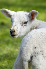 Naklejka premium lamb