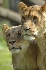 Obraz na płótnie Canvas lwica i szczenię