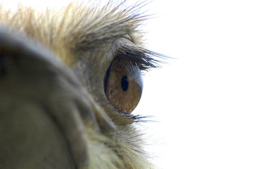 ostrich eye