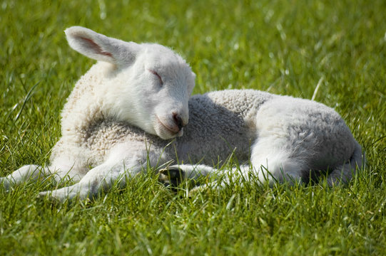 Sleeping Lamb Necklace|Lamb Necklace|Lamb Jewelry|Sleeping Sheep Necklace|Sheep Necklace|Sheep Jewelry|Sleeping Lamb|Sleeping Sheep|Easter