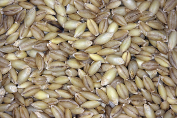 Hulled barley