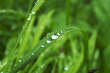 Drops in grass