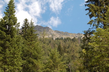 Montagne et foret
