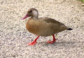a duck