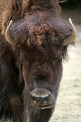 Bison