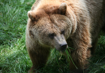 Braunbär