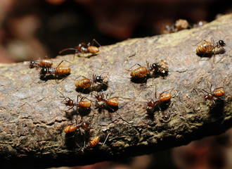 busy ants on an old wood log