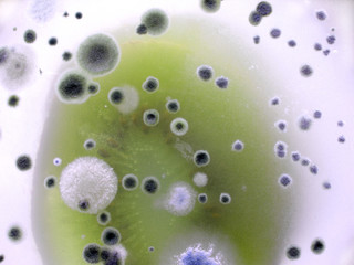 food bacteria