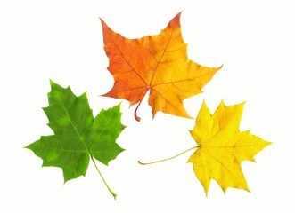 Autumn maple  leaves