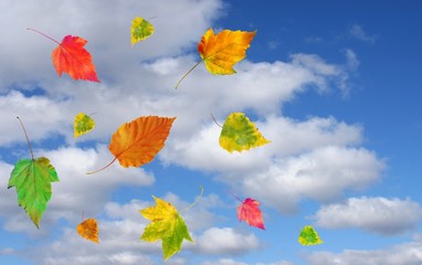 Fototapeta na wymiar Sky and autumn leaves